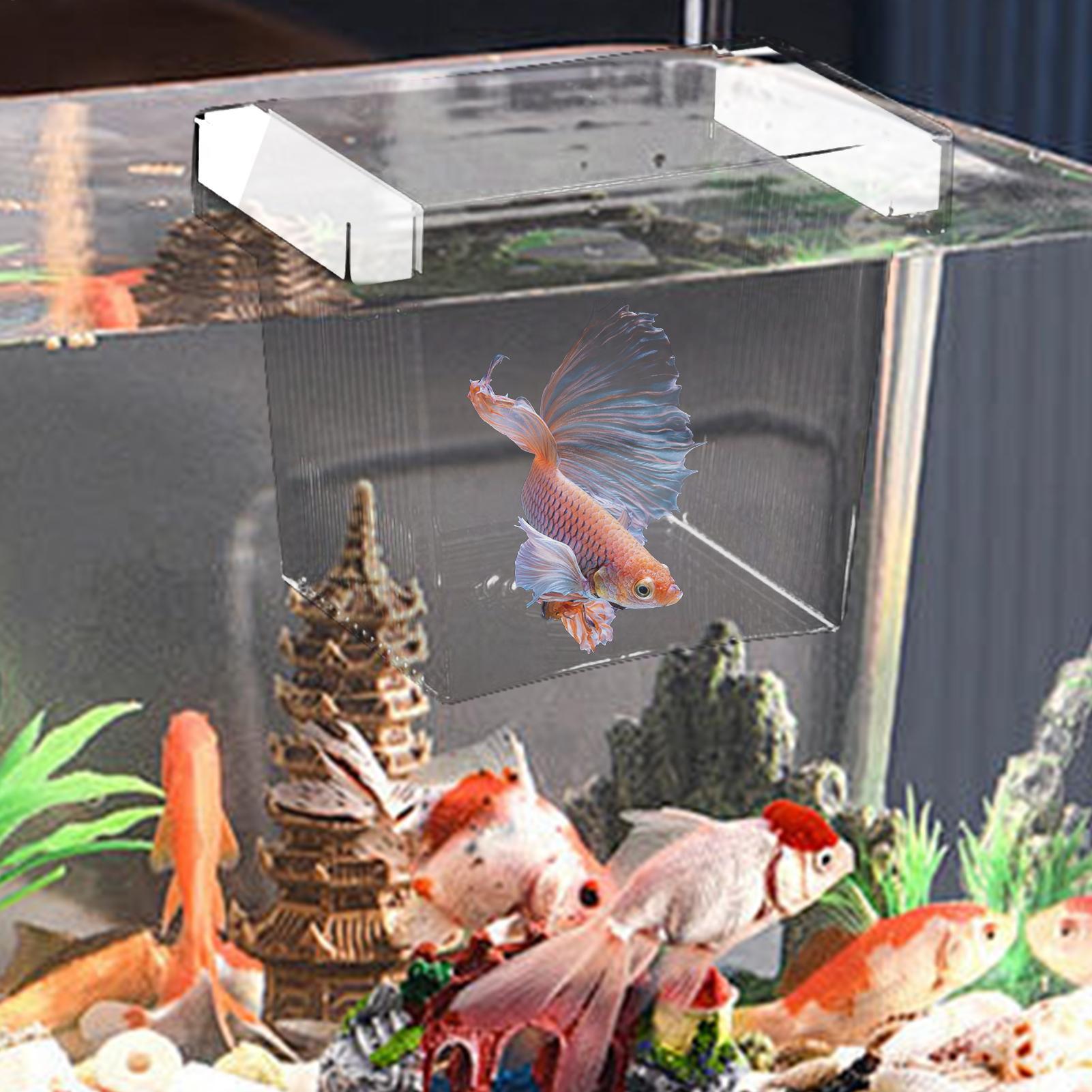 수족관용 부유식 어류 번식 격리 상자, 플라스틱 어항  - Betta Fish Tank 리뷰 및 가격