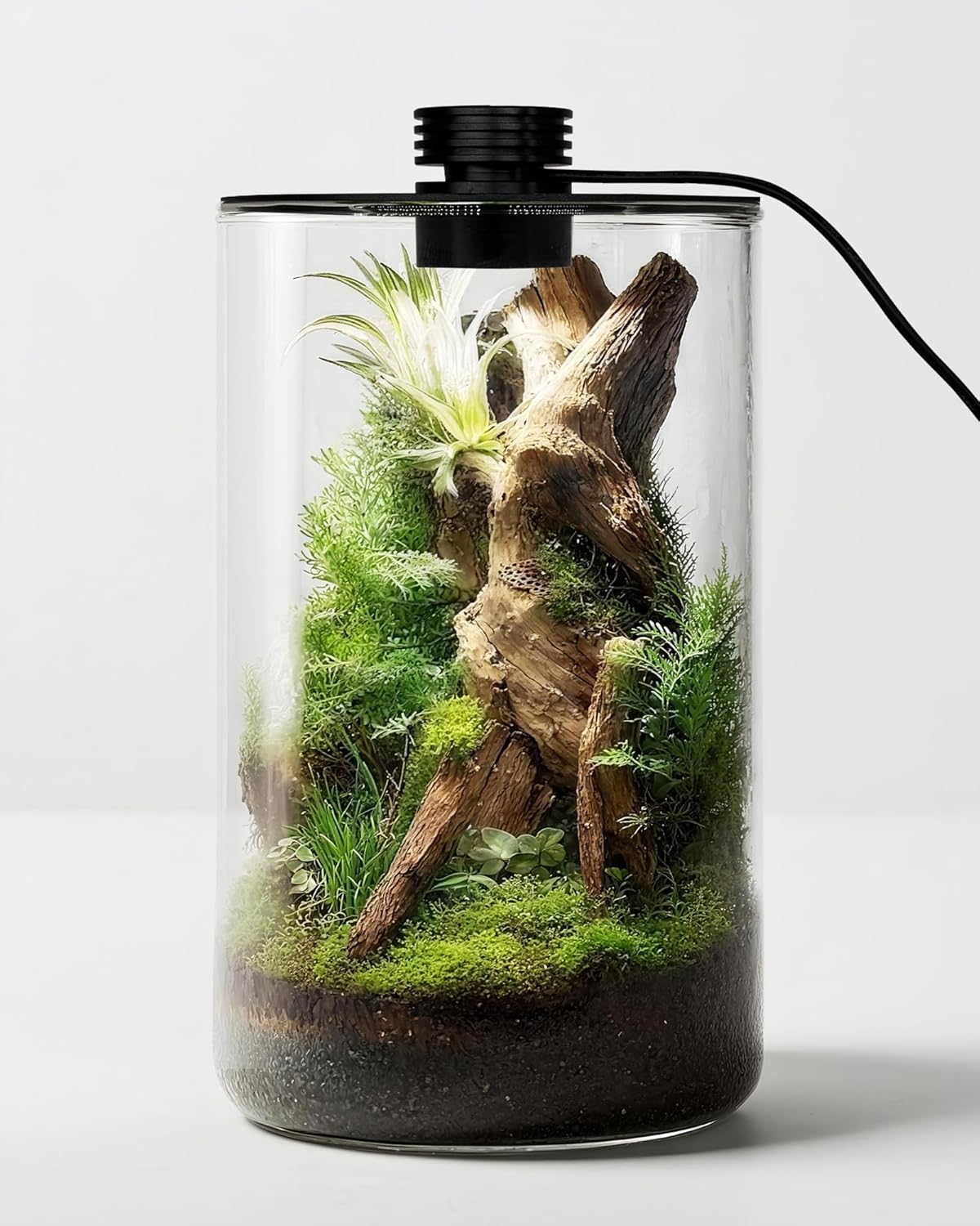 실내 유리 테라리움(조명 포함), 9.8인치 높이 ×  - Betta Fish Tank 리뷰 및 가격