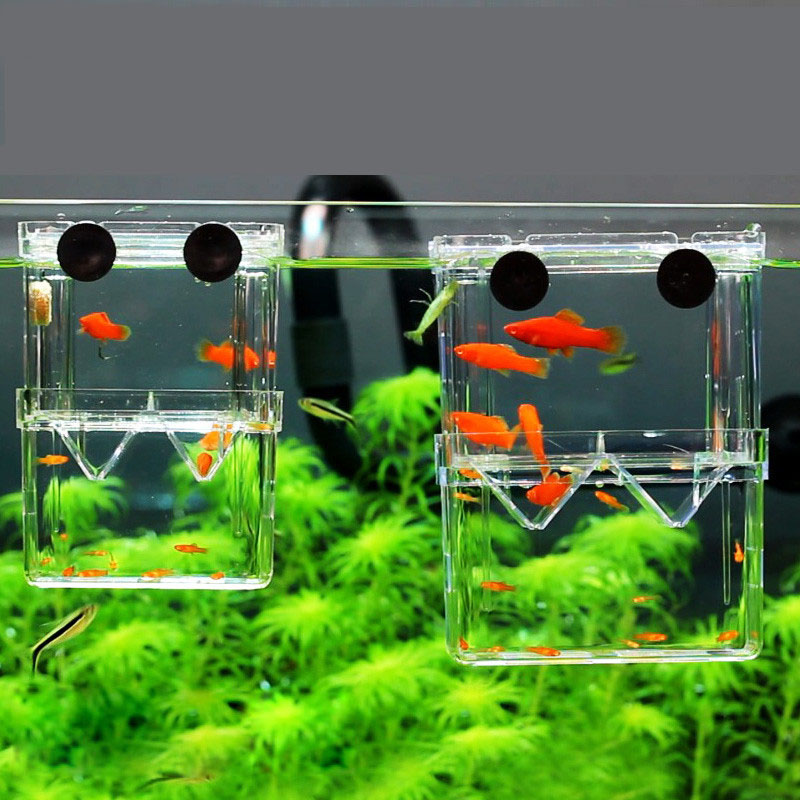 공작어 번식 격리 상자 어항 수족관 번식자 상자 이중  - Betta Fish Tank 리뷰 및 가격